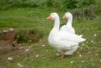 Naklejka na ściany i meble Canada, British Columbia, Cowichan Valley. White geese on the grass