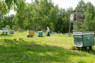 Bee houses are in the forest, white birch trees. The beekeeper mows the grass. Bee hives on a green.