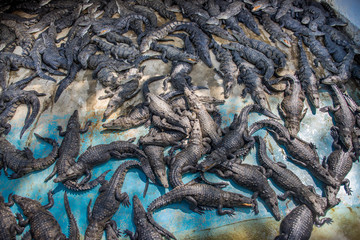 granja de cocodrilos en su entorno natural, agua de roca y ambiente salvaje para la conservación natural