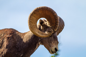 Canada, Alberta, Jasper National Park, Bighorn Sheep Ram (Ovis canadensis)