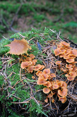 Canada, British Columbia, Vancouver Island. Mushrooms growing on a mossy tree stump