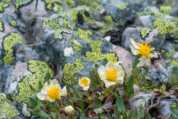 Mountain Avens (Dryas octopetala), and lichen, Assiniboine Provincial Park, Alberta