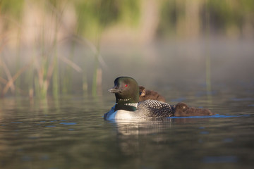 Canada, British Columbia. Adult Common Loon (Gavia Immer) floats with a chick on its back, second chick alongside. © Gary Luhm/Danita Delimont