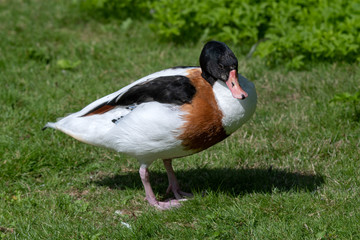 Common Shelduck Standing on Grass