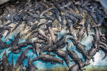 granja de cocodrilos en su entorno natural, agua de roca y ambiente salvaje para la conservación natural