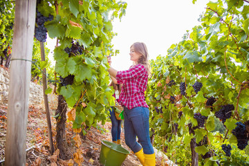 Women in vineyards harvesting grapes