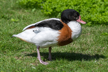 Common Shelduck Standing on Grass