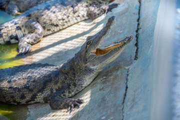 granja de cocodrilos en su entorno natural, agua de roca y ambiente salvaje para la conservación natural