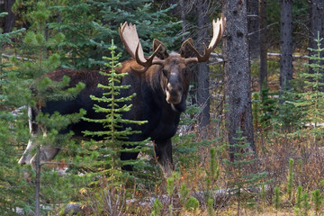 Shiras Bull Moose
