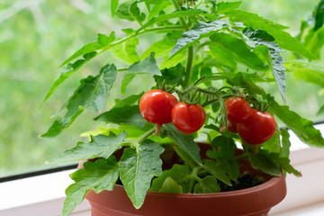 Small bush of balcony cherry tomatos in brown pots on white windowsill. Gardening tomatoes in the...
