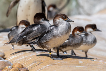 A Group of Smew Ducks Standing Together