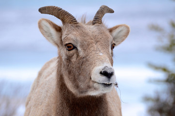 Rocky Mountain Bighorn Sheep in Jasper National Park, Alberta, Canada, grazing near Highway 16 in winter.