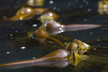 Bull Kelp, Broken Island Group, Pacific Rim National Park Preserve, British Columbia, Canada,...