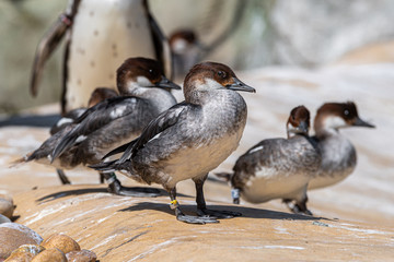 A Group of Smew Ducks Standing Together