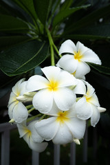 Plumeria