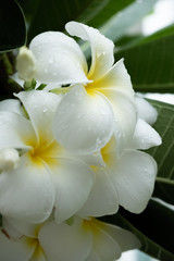 Obraz premium Plumeria
