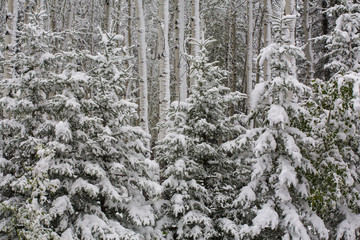 Fresh late summer snow on evergreen trees Banff National Park, Alberta, Canada