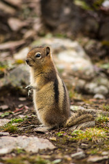 Naklejka na ściany i meble Banff National Park, Alberta, Canada. Standing golden-mantled ground squirrel
