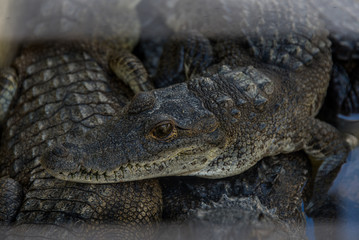 granja de cocodrilos en su entorno natural, agua de roca y ambiente salvaje para la conservación natural