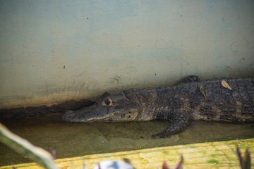 granja de cocodrilos en su entorno natural, agua de roca y ambiente salvaje para la conservación natural