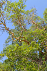 Canada, British Columbia, Galiano Island, Montague Harbour. Arbutus trees in Montague Harbour