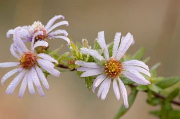Canada, British Columbia, Vancouver Island. Dew covered aster wildflowers, Cowichan River Estuary,...