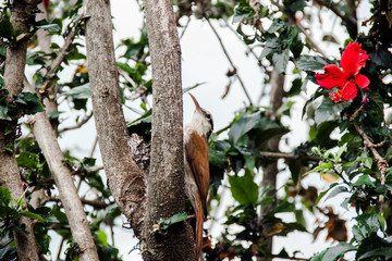 Obraz premium woodpecker on tree
