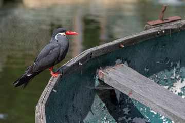 Inca Tern Perched on an Old Rowing Boat