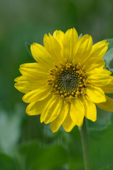 Canada, British Columbia, Vancouver Island. Deltoid Balsamroot (Balsamorhiza deltoidea)