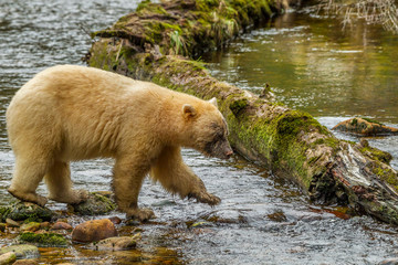 Canada, British Columbia, Inside Passage. White Spirit Bear hunts for fish on Riordan Creek. Credit as: Cathy & Gordon Illg / Jaynes Gallery / DanitaDelimont.com