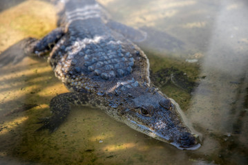 granja de cocodrilos en su entorno natural, agua de roca y ambiente salvaje para la conservación natural