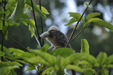 The beautiful Animal Monkey in the natural environment (farm)