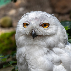 Snowy Owl With Bright Orange Eyes