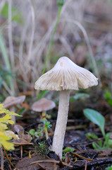 Canada, British Columbia, Vancouver Island. Detail photo of a small white mushroom