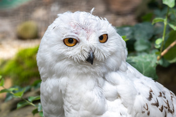 Obraz premium Snowy Owl With Bright Orange Eyes
