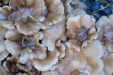 Canada, British Columbia, Vancouver Island. Close up of beige ground mushrooms with fir needles