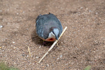 Bleeding Heart Dove With a Piece of Straw in it's Beak