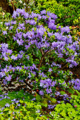 Springtime gardens at Horticulture Centre of the Pacific, Victoria, British Columbia, Canada