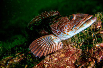Lingcod (Ophiodon Elongatus) Portrait off of Vancouver Island, B.C.