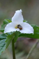 Canada, British Columbia, Vancouver Island. Western Trillium and bee (Trillium ovatum)
