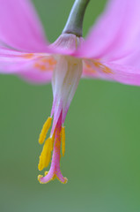 Fototapeta na wymiar Canada, British Columbia, Vancouver Island. Pink fawn lily (Erythronium revolutum)