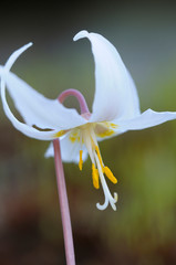 Canada, British Columbia, Vancouver Island. White fawn lily (Erythronium oregonum), Pender Island