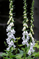 Canada, British Columbia, Vancouver Island. Foxglove (Digitalis Purpurea) © Kevin Oke/Danita Delimont
