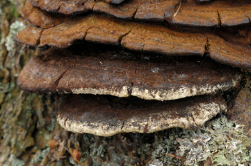 Canada, British Columbia, Vancouver Island. Close up photo of an old brown mushroom