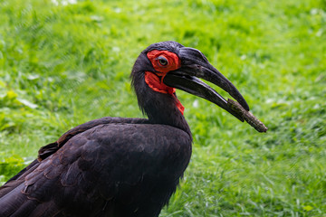 Southern Ground Hornbill Holding a Stick in it's Beak