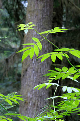 Canada, British Columbia. Carmanah Walbran Provincial Park. Green leaves in the rainforest.