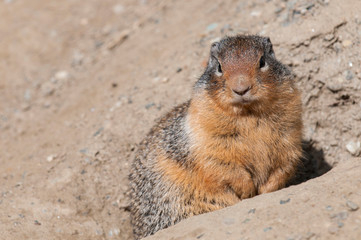 Columbian Ground Squirrel (Spermophilus columbianus), Barkersville, British Columbia, Canada.