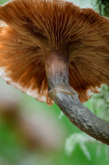 Canada, British Columbia, Vancouver Island. Large gilled mushroom photographed from below