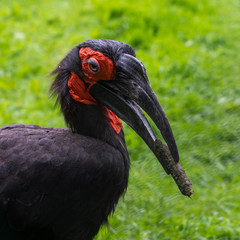 Southern Ground Hornbill Holding a Stick in it's Beak