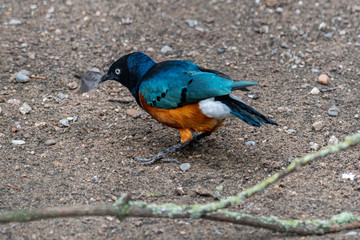 Supurb Starling on the Floor With a Feather in its Beak